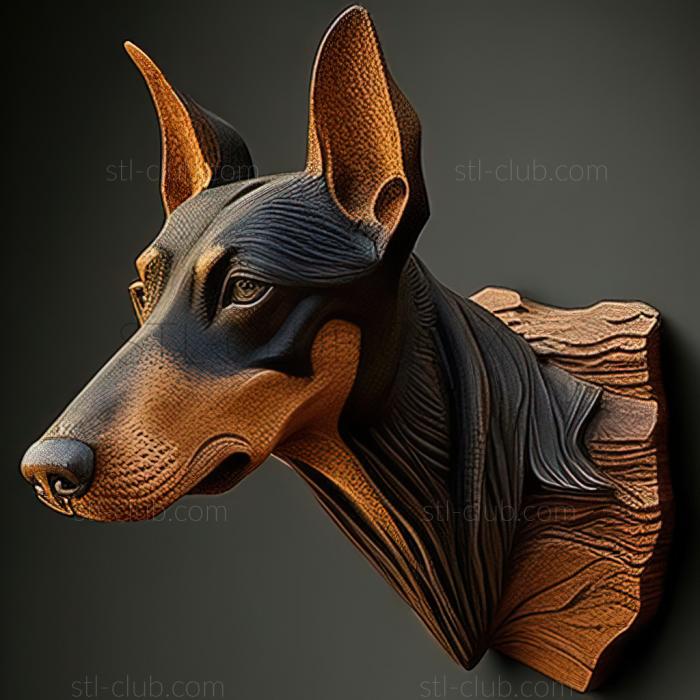 st Manchester Terrier dog